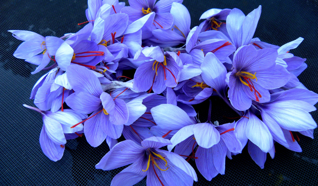 Весенние цветы шафран 