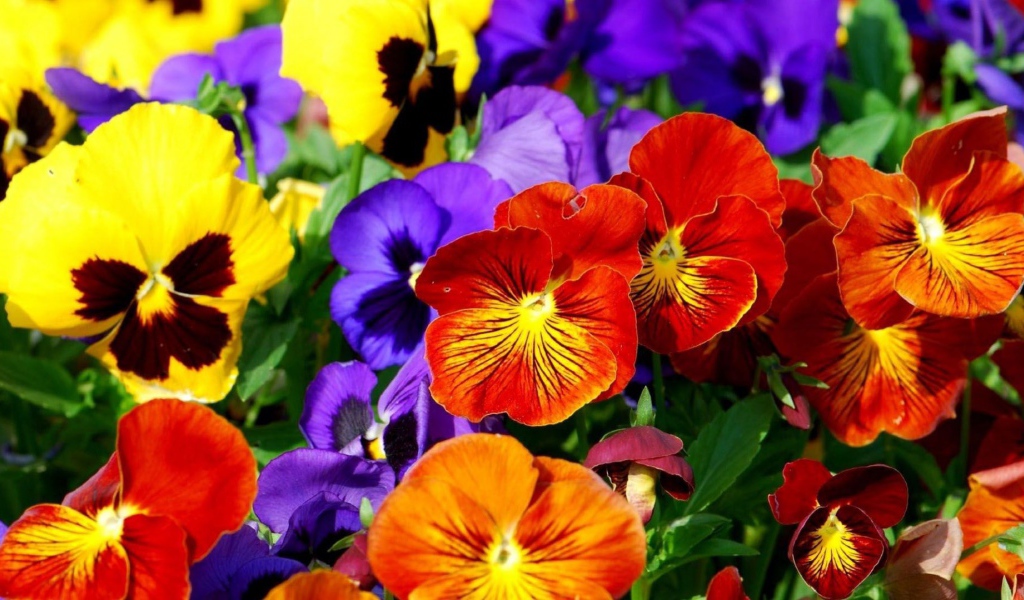 Весенние анютины глазки расцвели на поляне