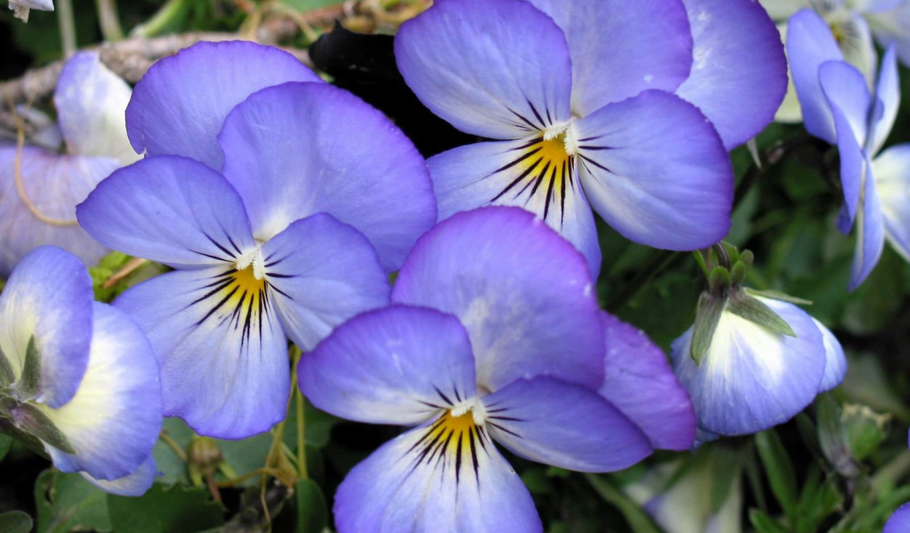 Весенние анютины глазки в саду