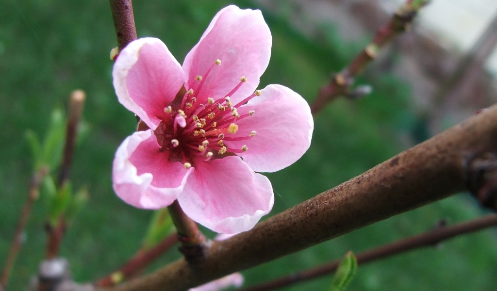 Весенний розовый цветок