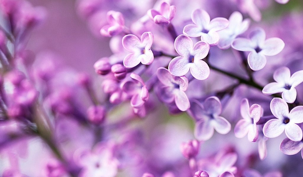 Фиолетовые весенние цветы