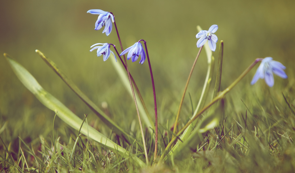 Весенние подснежники на поляне