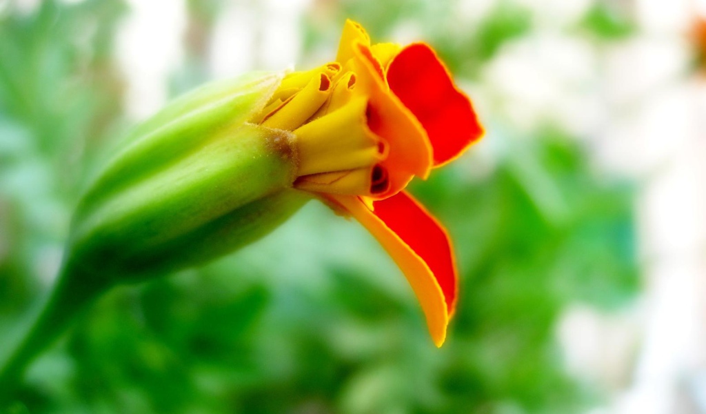 Странные цветы