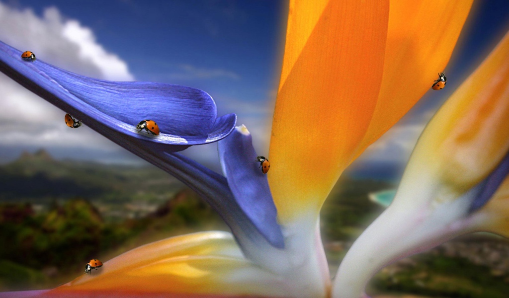 Необычный цветок