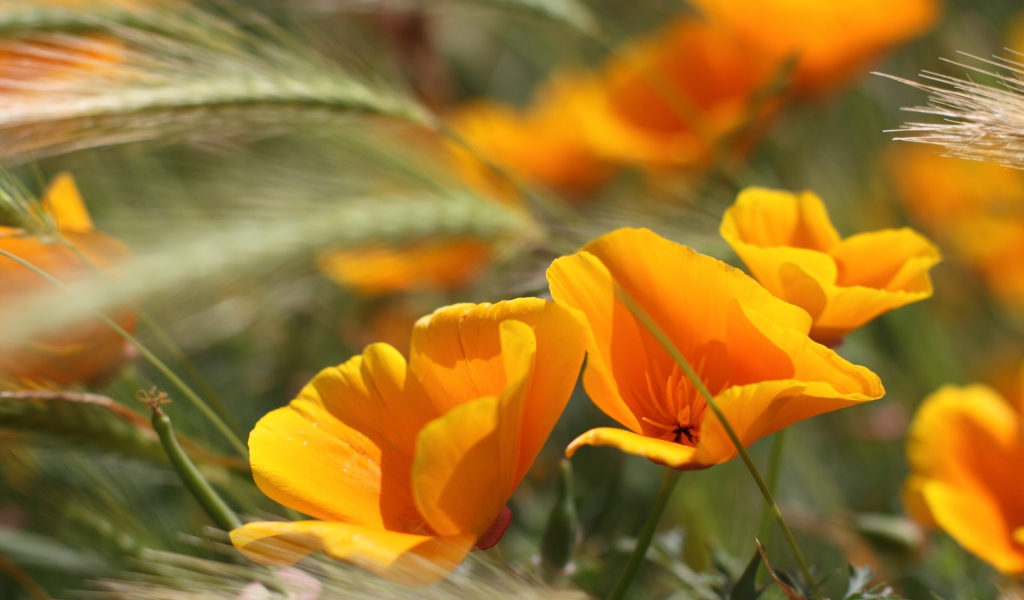 Летние цветы