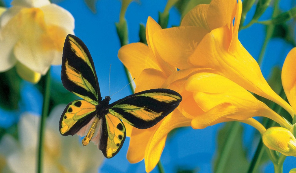 Летний визитер 