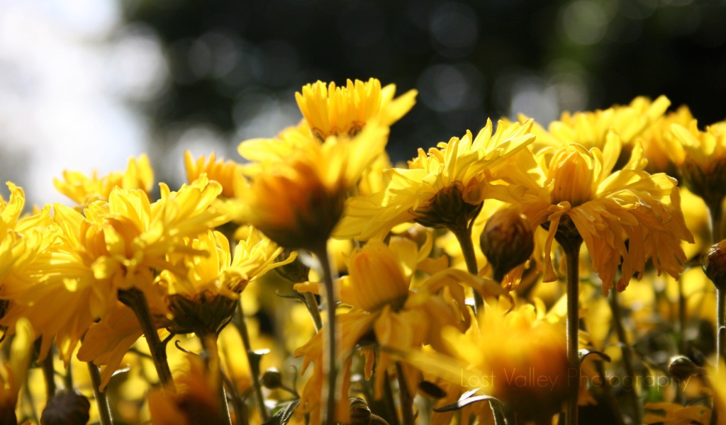 Цветы подсолнуха