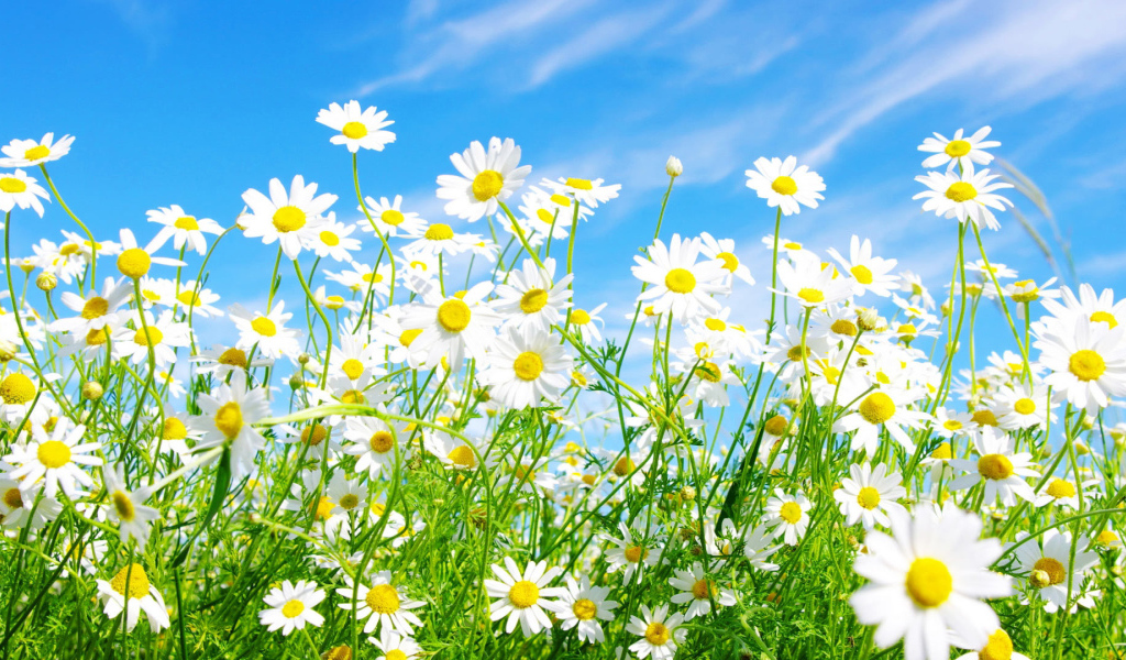 Солнечные цветы маргаритки на поляне