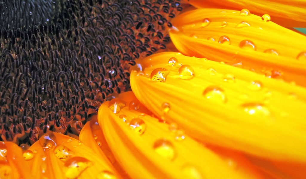 Цветок солнца