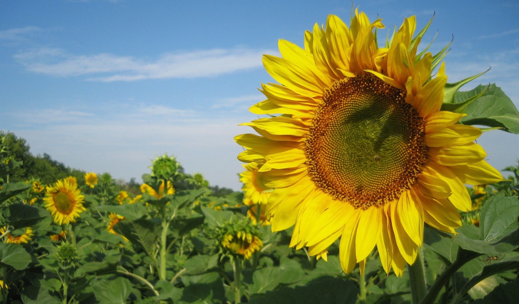 Подсолнух в поле