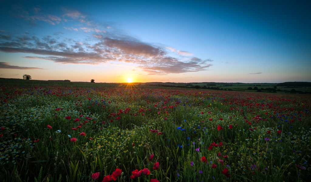 Восход солнца над маковым полем