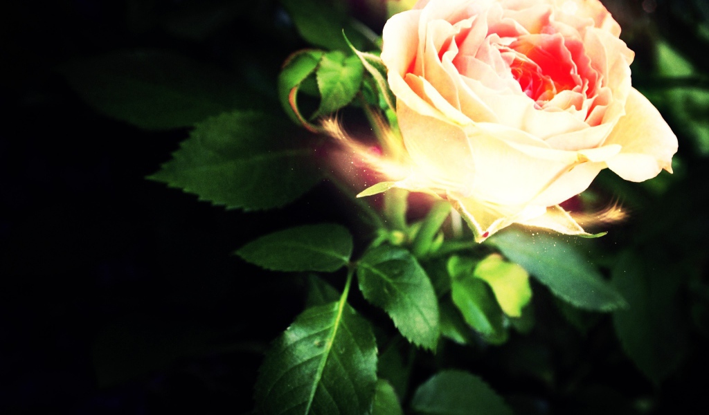 Светящеяся роза