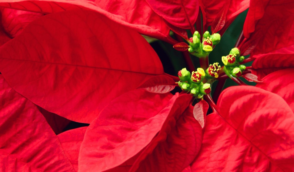 Куст с красными листьями