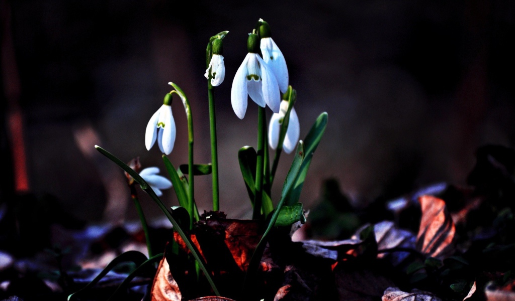 Первые цветы подснежники