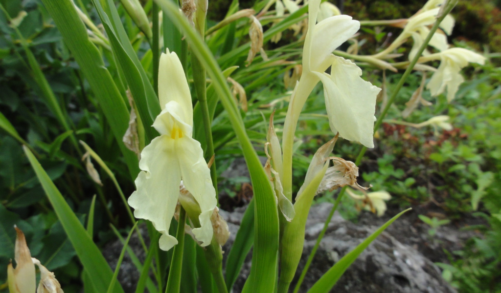 В саду красивый цветок роскоя