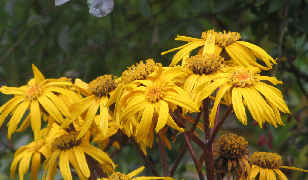 В саду красивое растение бузульник