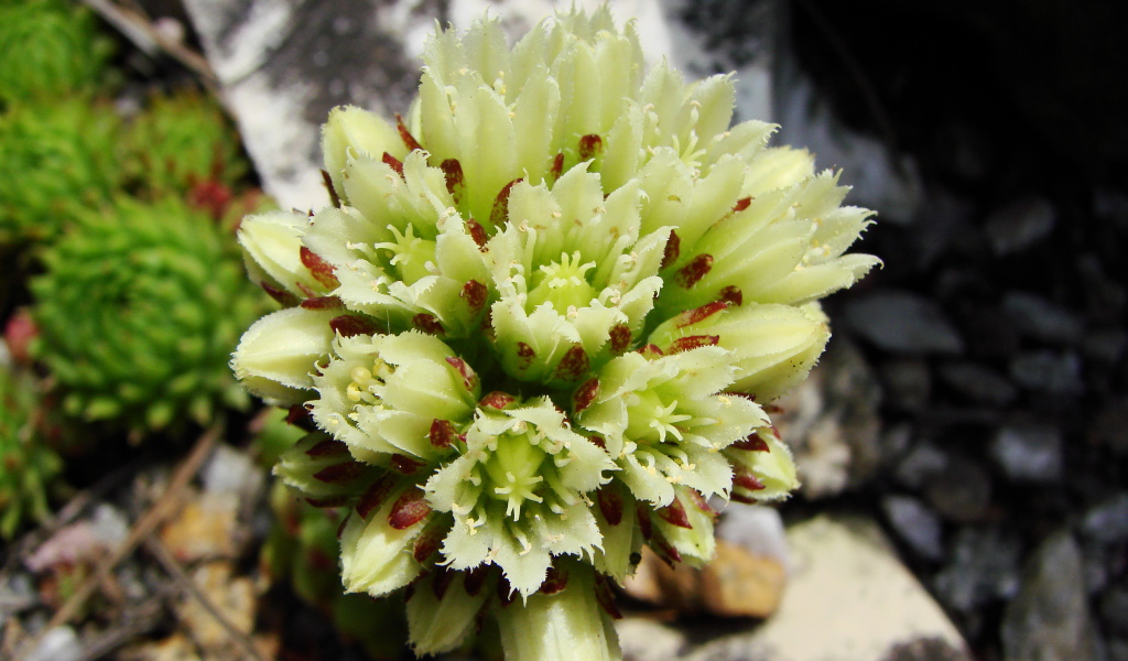 В саду красивое растение молодило 