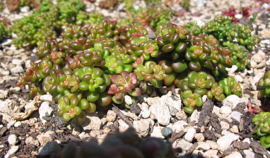 В саду красивое растение седум