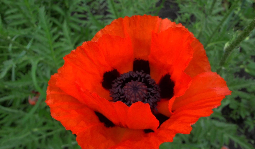 В саду красивый цветок мак