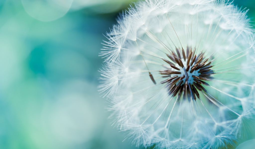 В саду красивый козлобородник (большой одуванчик) 