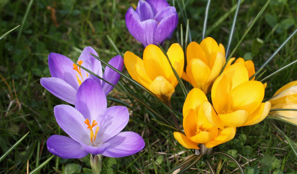 В парке цветы крокусы