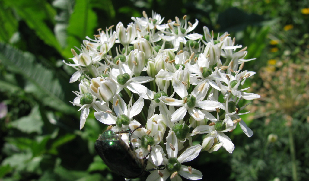 В парке красивые цветы нектароскордум 