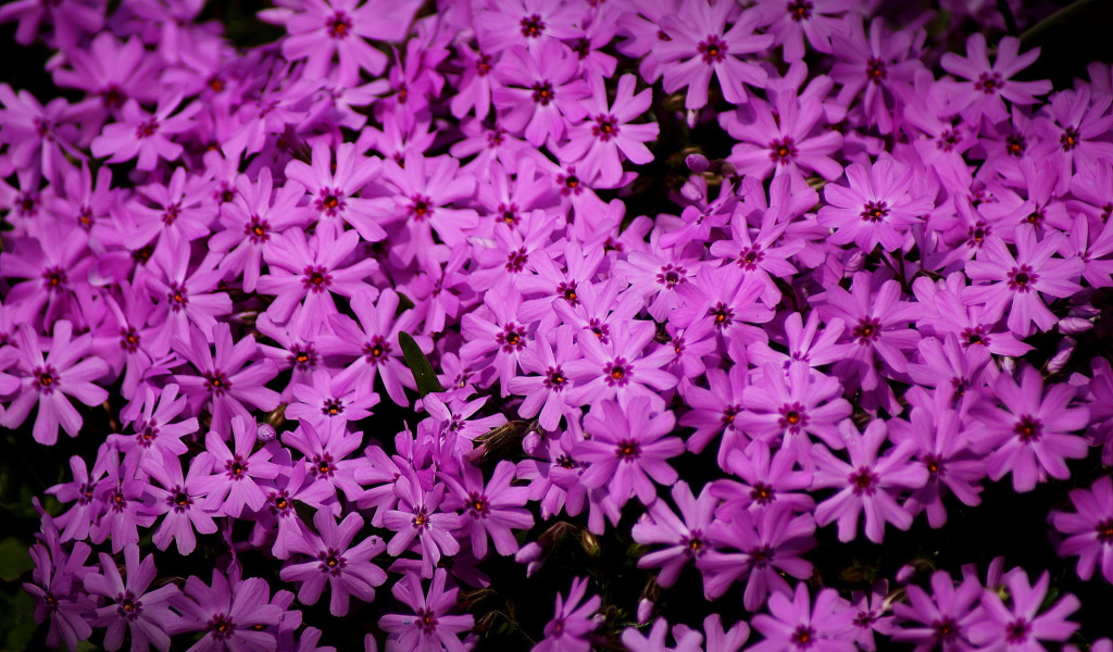 В парке красивые цветы флокс