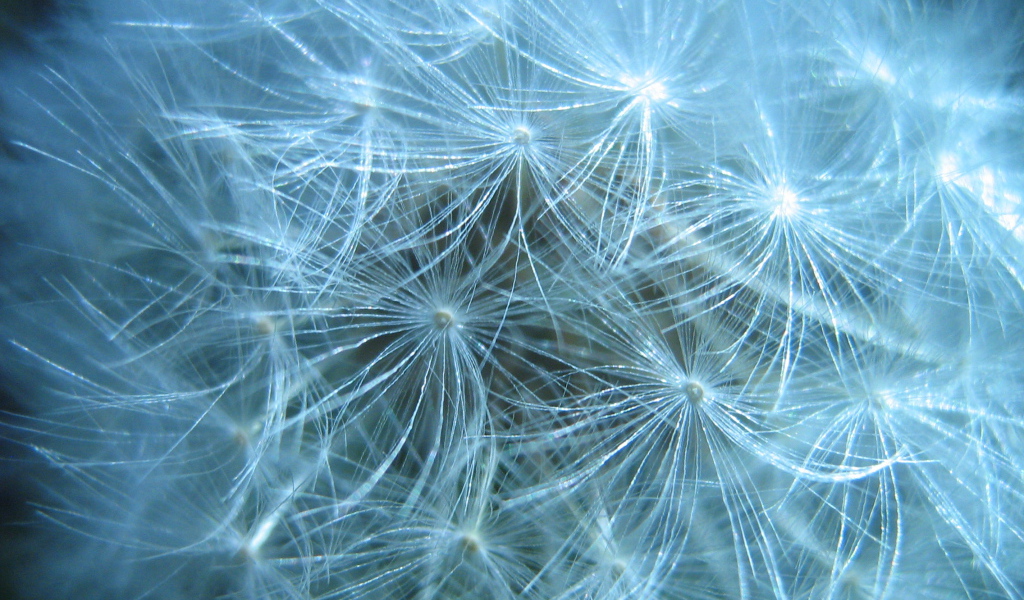 В парке красивый козлобородник (большой одуванчик) 