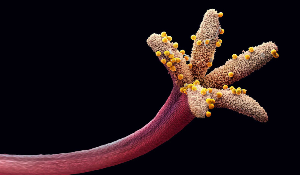 Пестик цветка с пыльцой