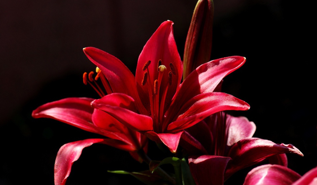 Красный цветок на черном фоне