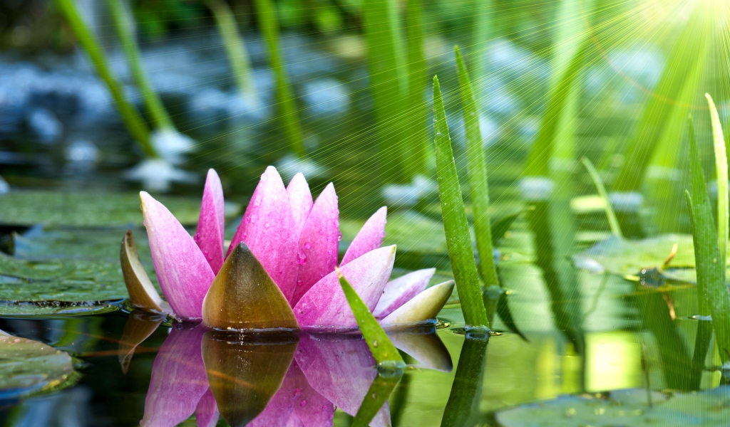 Отражение водяной лилии