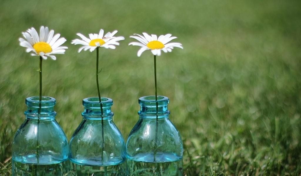 Tри ромашки в бутылках
