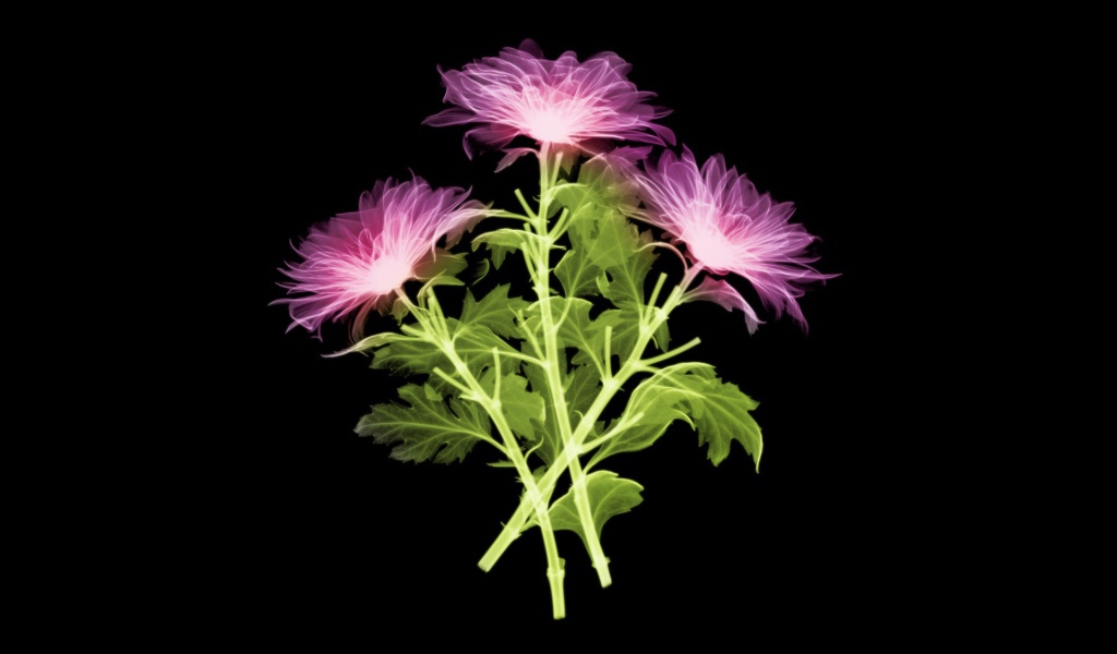 Три цветка на черном фоне