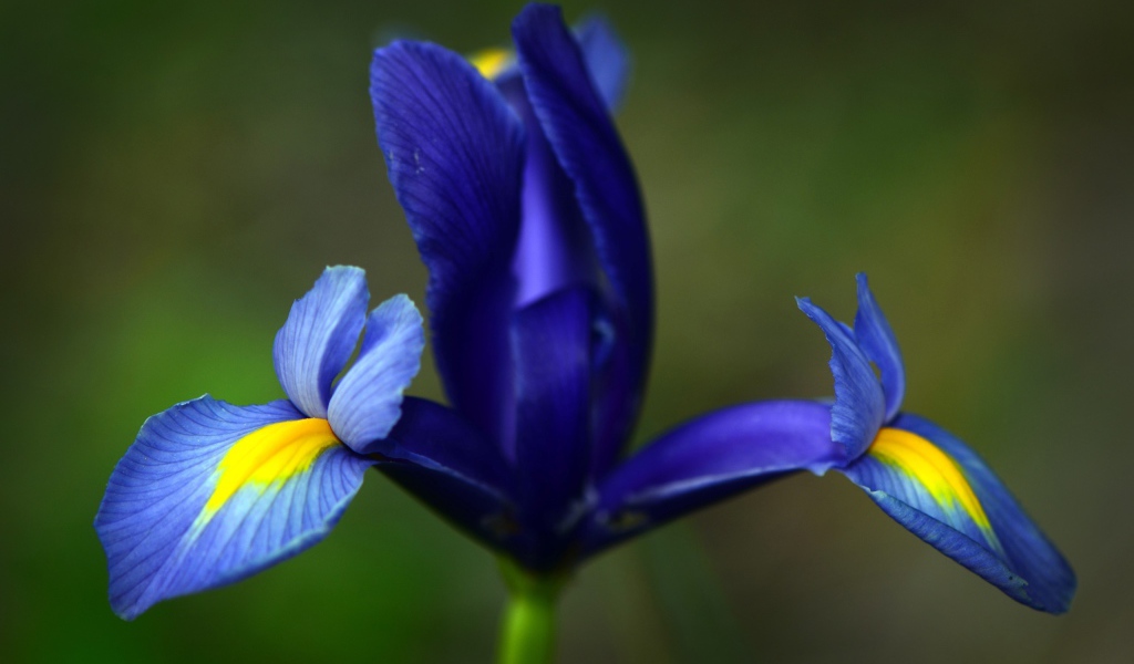 Три лепестка ириса