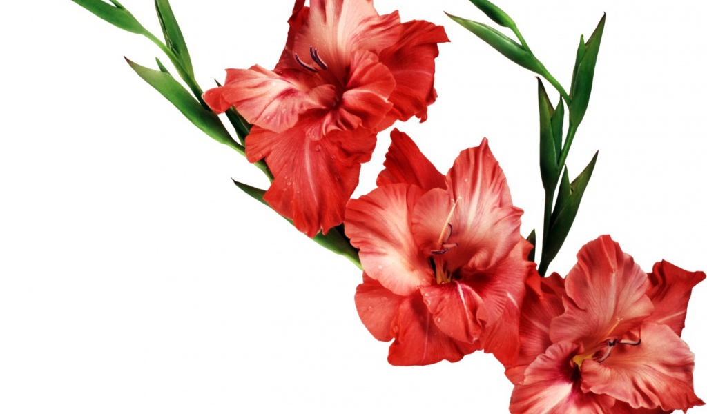 Три красных гладиолуса