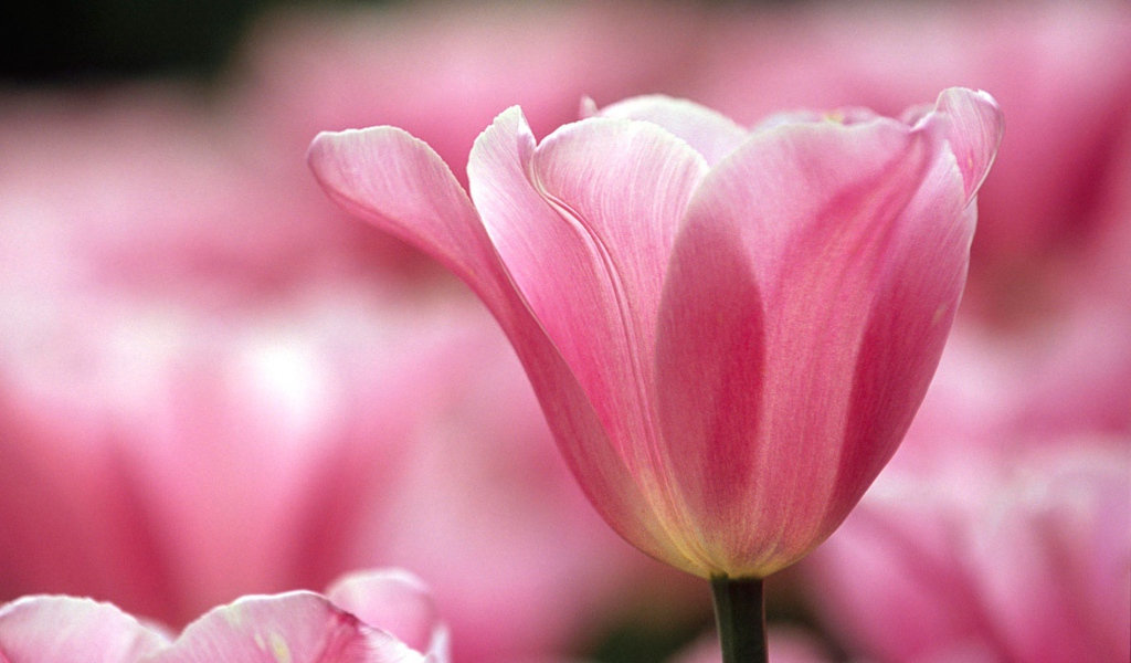 Распускающийся цветок в парке