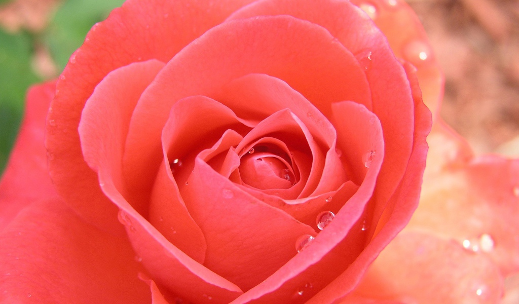 Тропическая роза