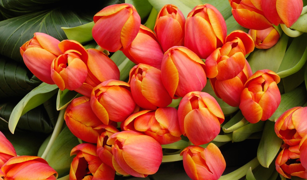 Букет тюльпанов