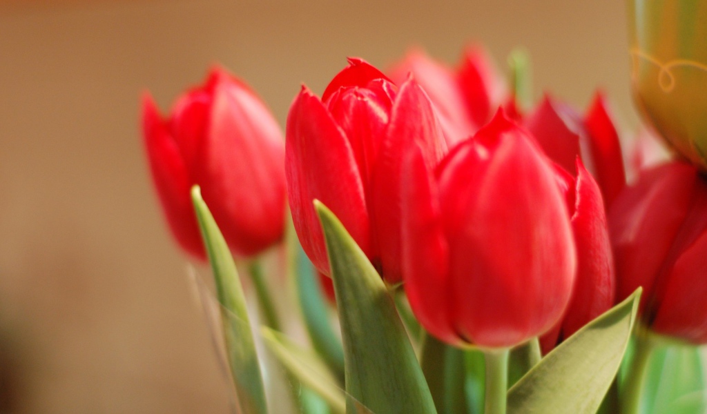 Tюльпаны