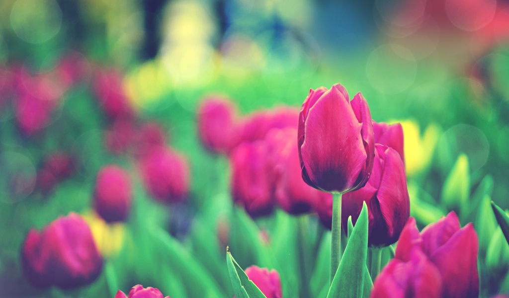 Сад тюльпанов 