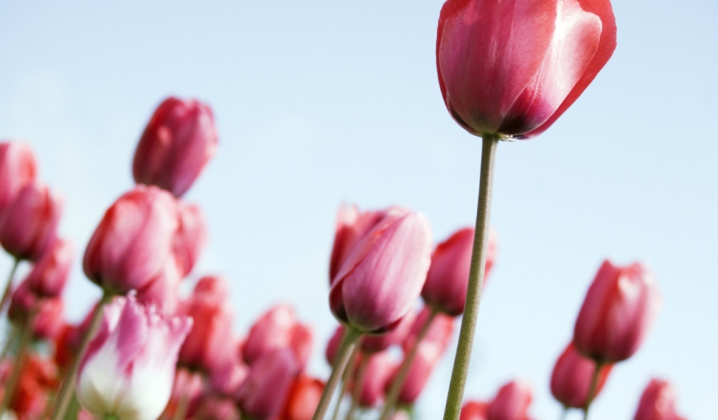 Рост тюльпанов