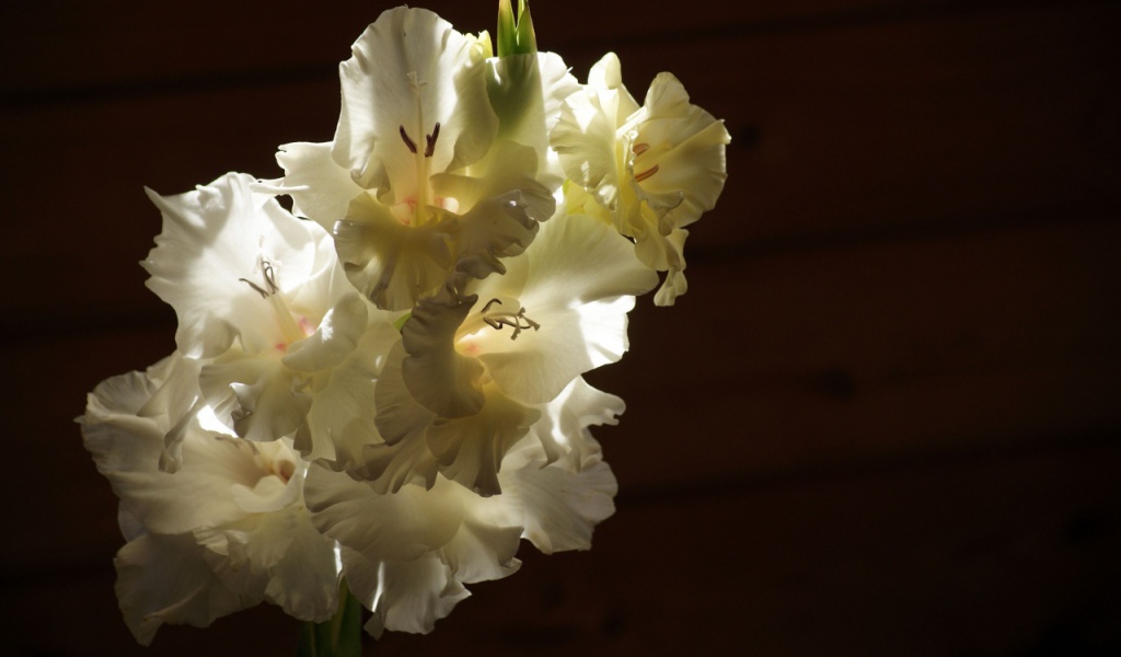 Ветка белых гладиолусов в лучах солнца