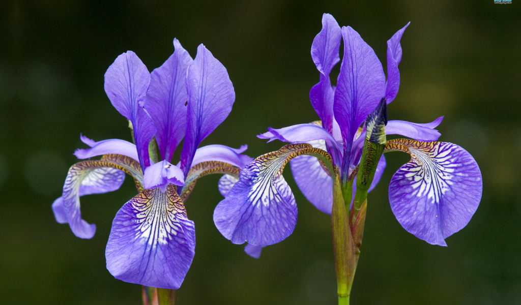 Два красивых ириса