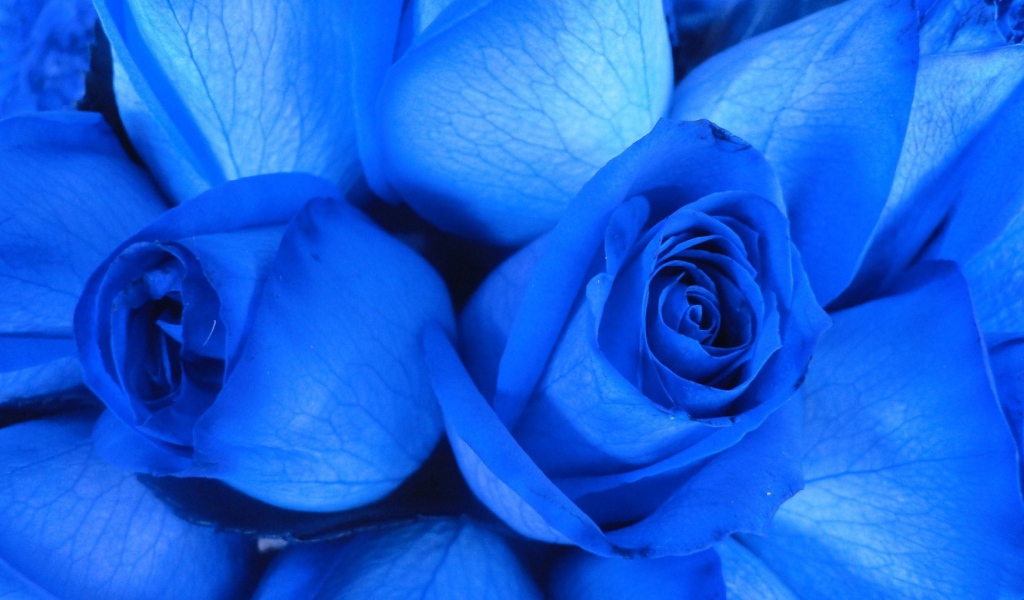 Две синие розы крупным планом
