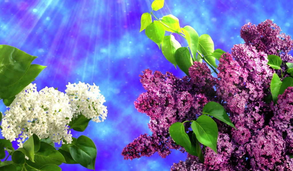 Два вида сирени