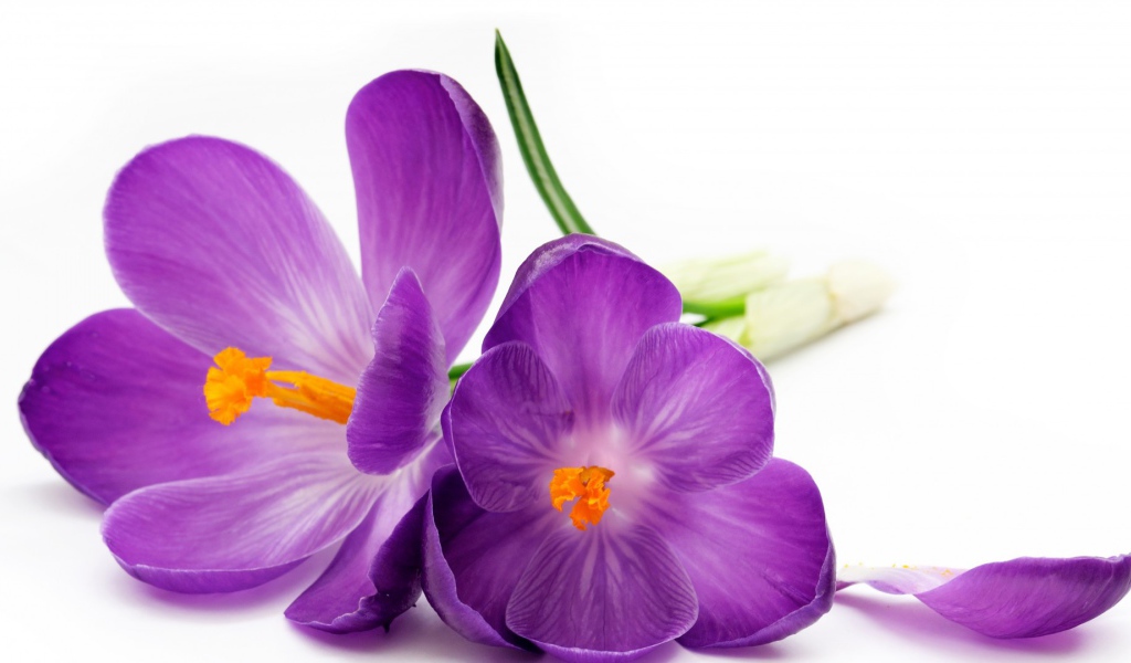 Два фиолетовых цветка