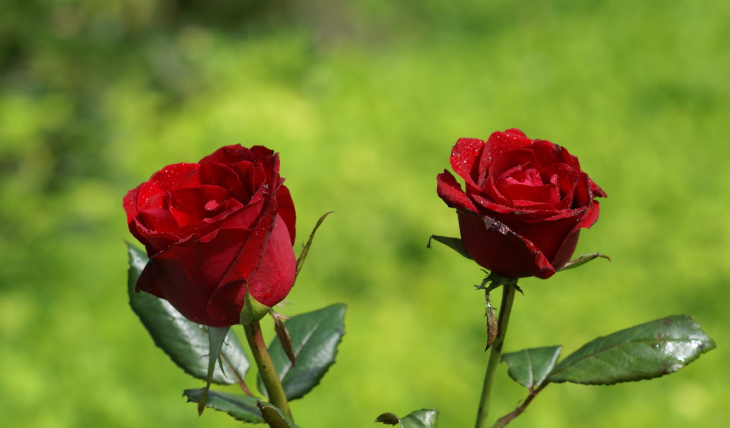 Две красные розы на фоне травы в солнечный день