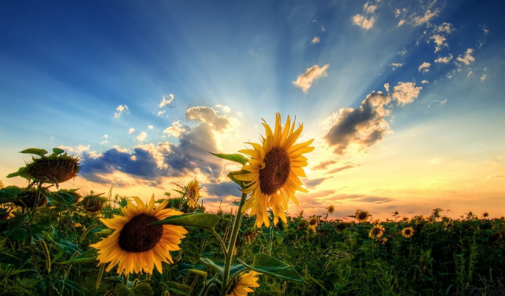 Два подсолнуха на зеленом поле