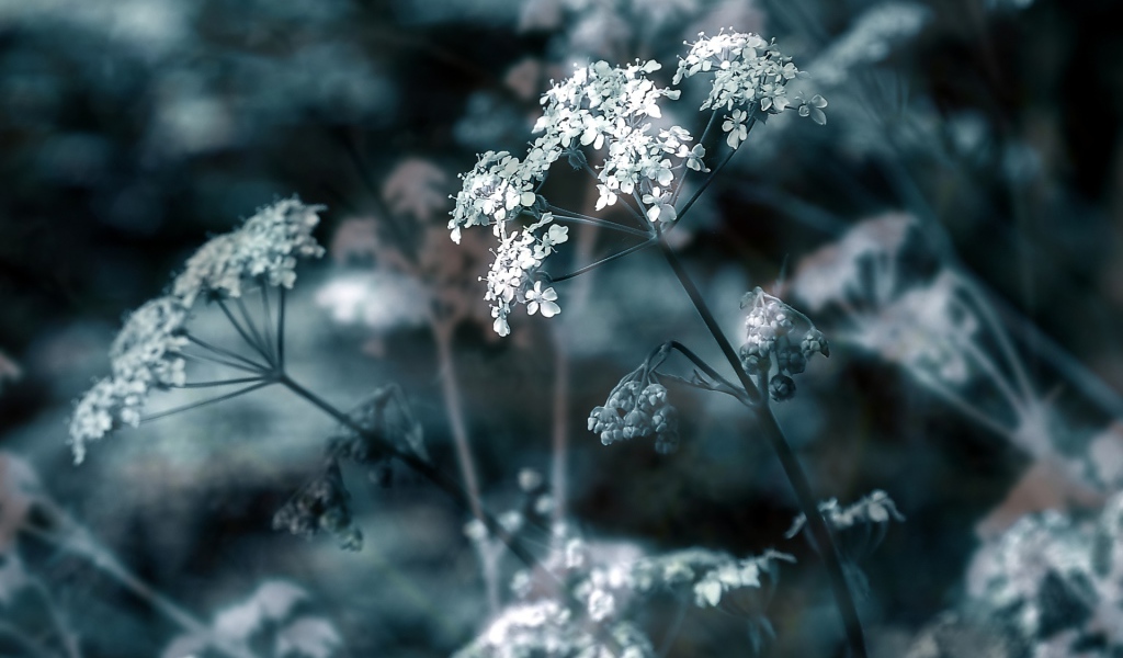 Зонтичные соцветия