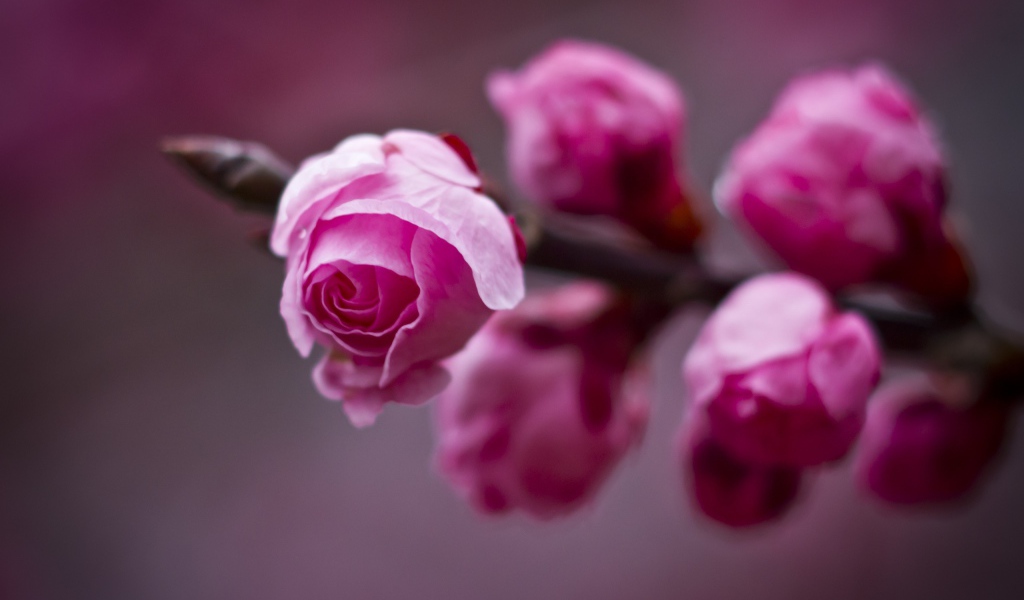 Нераспустившийся бутон цветка